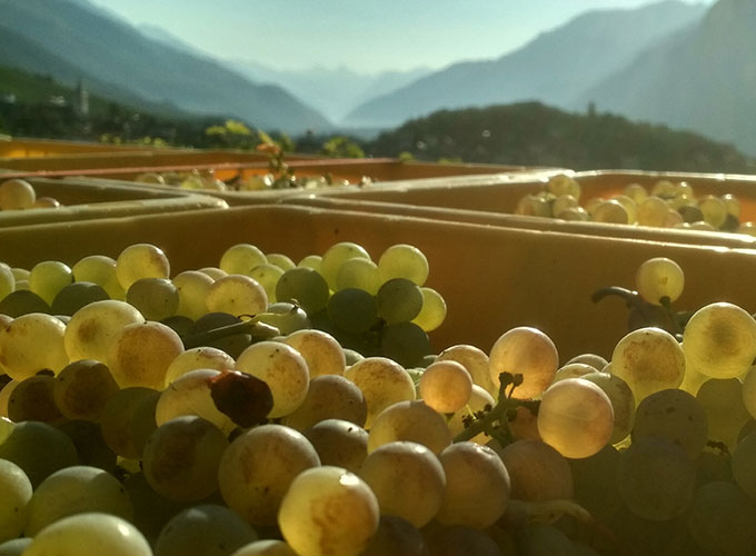 Photo des vignes durant l'automne
