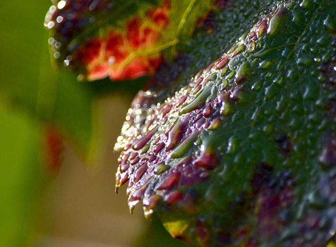 Gros plan sur des feuilles de vignes couvertes de rosée