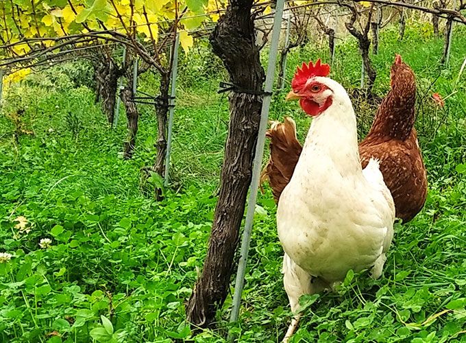 Des poules se promènent entre des ceps de vigne