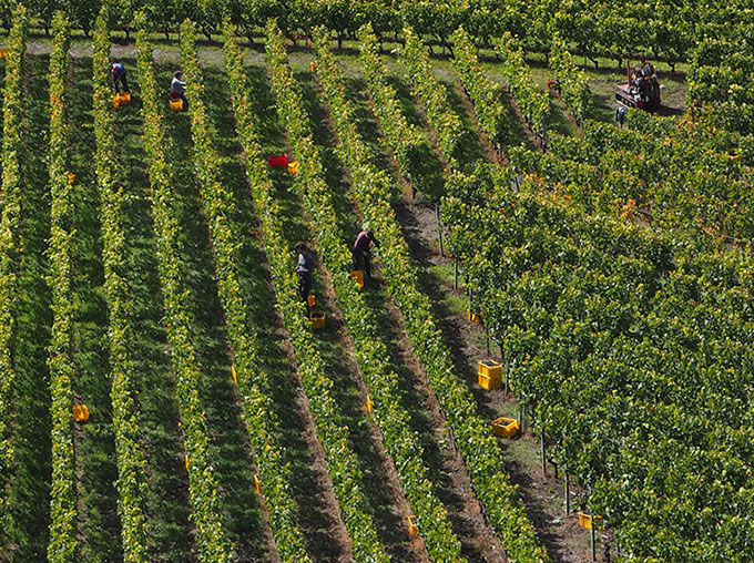 Vue aérienne du travail des vendanges