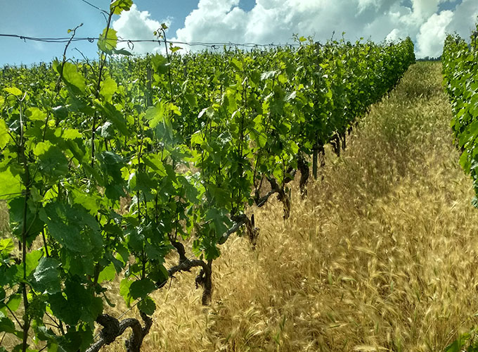 Ligne de vigne enherbée